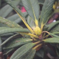 Ericaceae